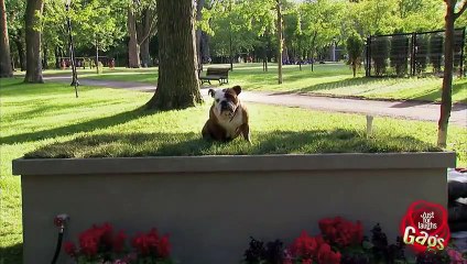 Best of Just For Laughs Gags - Best Dog Pranks