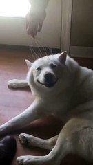 Kafası Kaşınan Köpeğin Mutluluğu