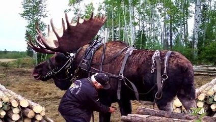 Dünyanın En Büyük 14 Hayvanı