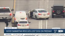 Good samaritan rescues lost dog on freeway