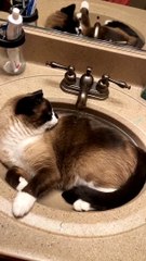 Cat Relaxes in Sink While Faucet Runs