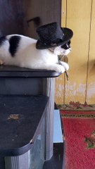 Zorro Cat Takes a Nap