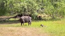 Amazing! Angry Mother Buffalo Attacks Leopard Insanely To Save Poor Baby Buffalo► Animal Attack 2023