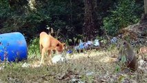 Brawl In India! Angry Monkeys Pulled To The Village Killed Over 250 Dogs To Avenge For Baby Monkey