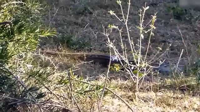 OMG! Python Was Pierced By Impala Sharp Horns- The Hyena Ruthlessly Steals Impala From The Python