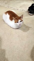 Funny Bread Cat