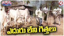 Huge Demand For Ongole Bulls, Special Food For Ongole Bulls _ V6 Weekend Teenmaar (1)