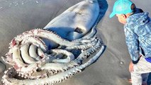 10 Largest Sea Monsters Ever Washed Up On Shore !