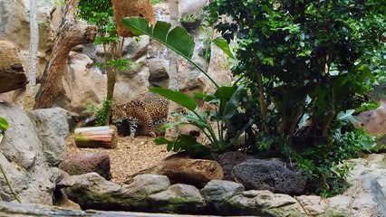 10 Largest Creatures Discovered In The Amazon!