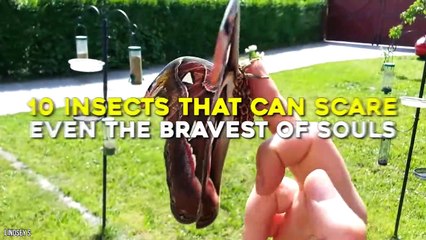 If You're Afraid Of Insects, Do NOT Watch This Video…