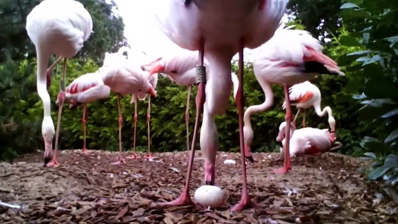 10 Most Unique Bird Eggs In The World!