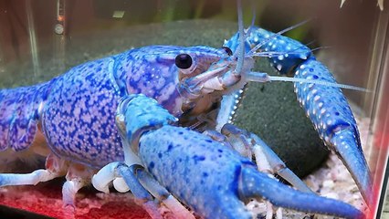 20 Animals With Unusual Color Patterns