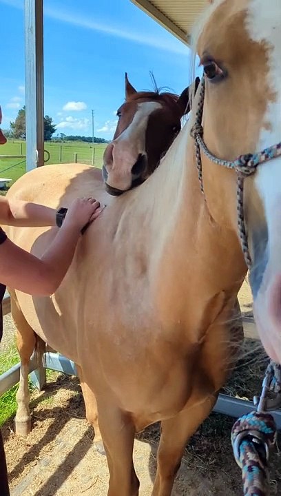 Horse Just Wants To Help