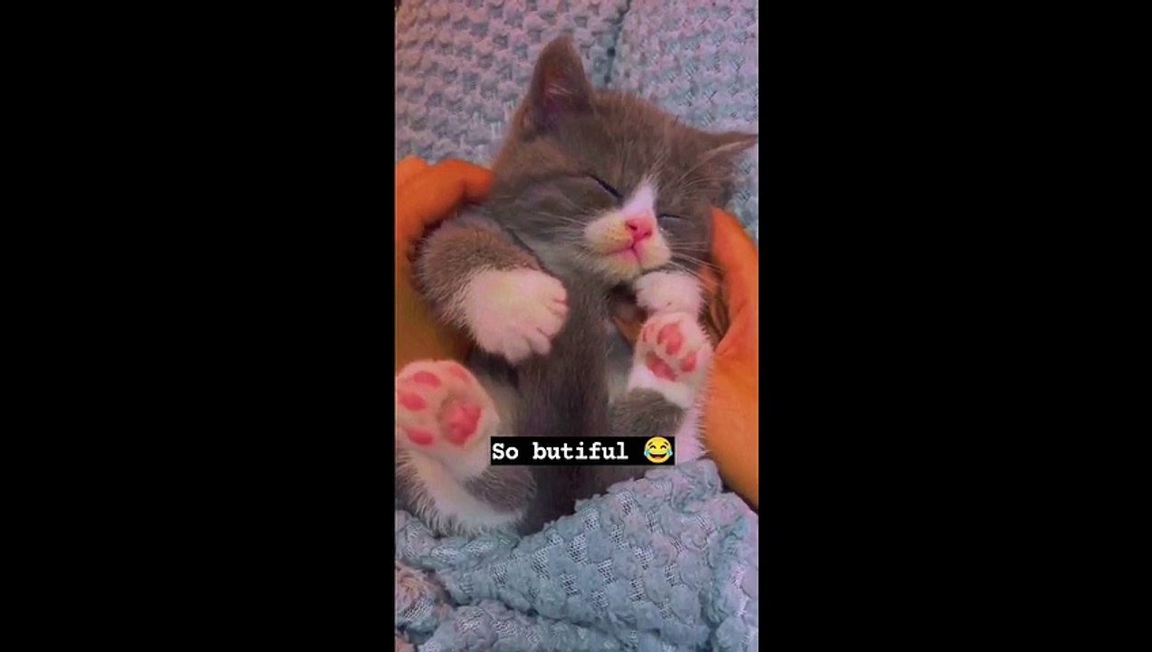 So Cute Kittens video Dailymotion