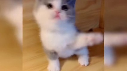 Baby Cats - Cute Cat And Funny Video #funnyanimals #funnyvideo