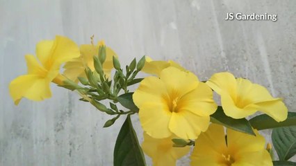 How to grow and care of Yellow flash
