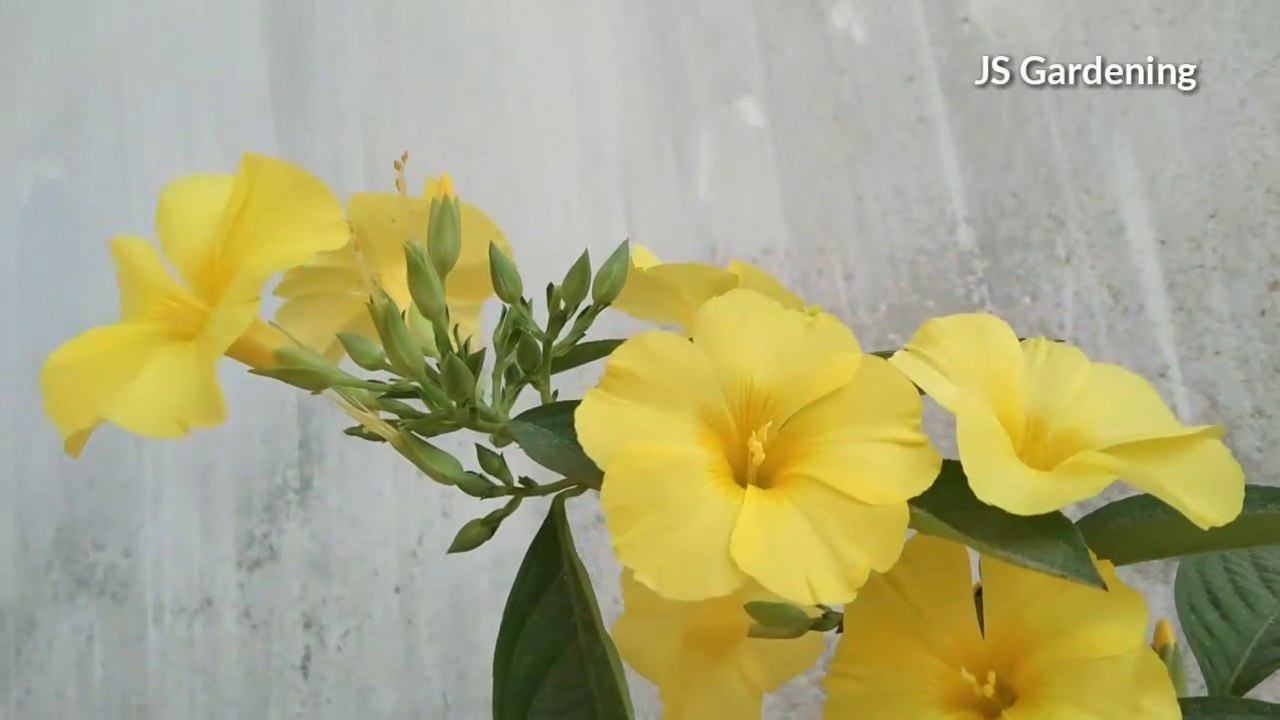 How to grow and care of Yellow flash