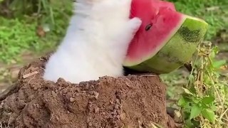 Cute rabbit eating watermelon