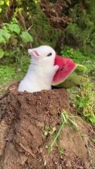 Cute rabbit eating watermelon