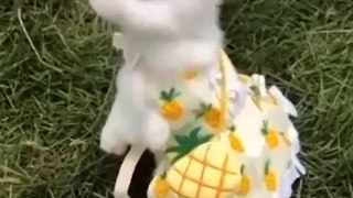 Very cute rabbit