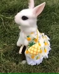 Very cute rabbit