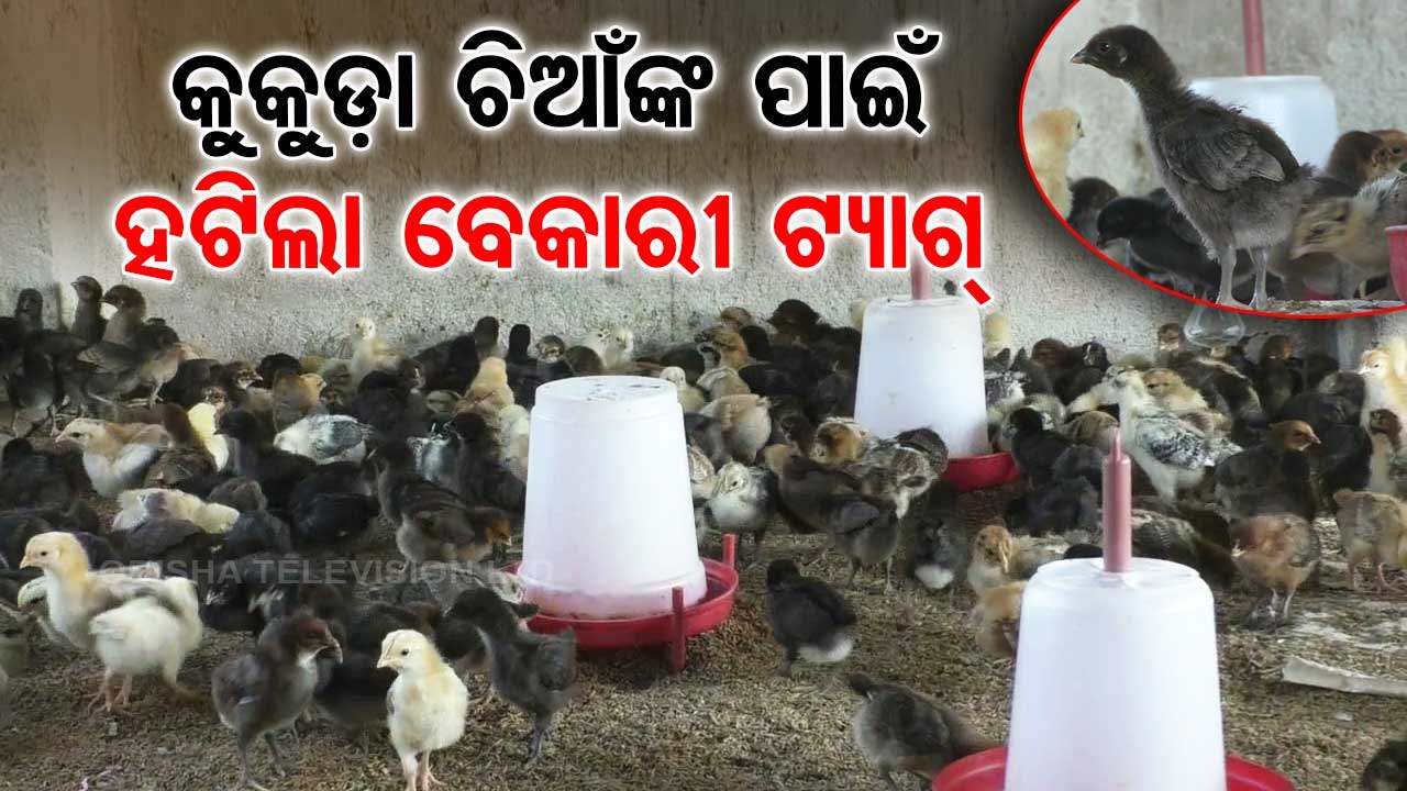Poultry farming turns profitable business for these farmers in Sonepur