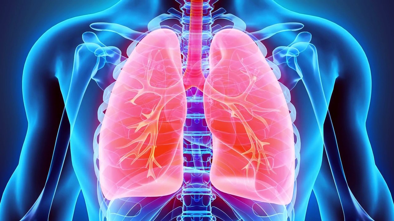 The Human Body