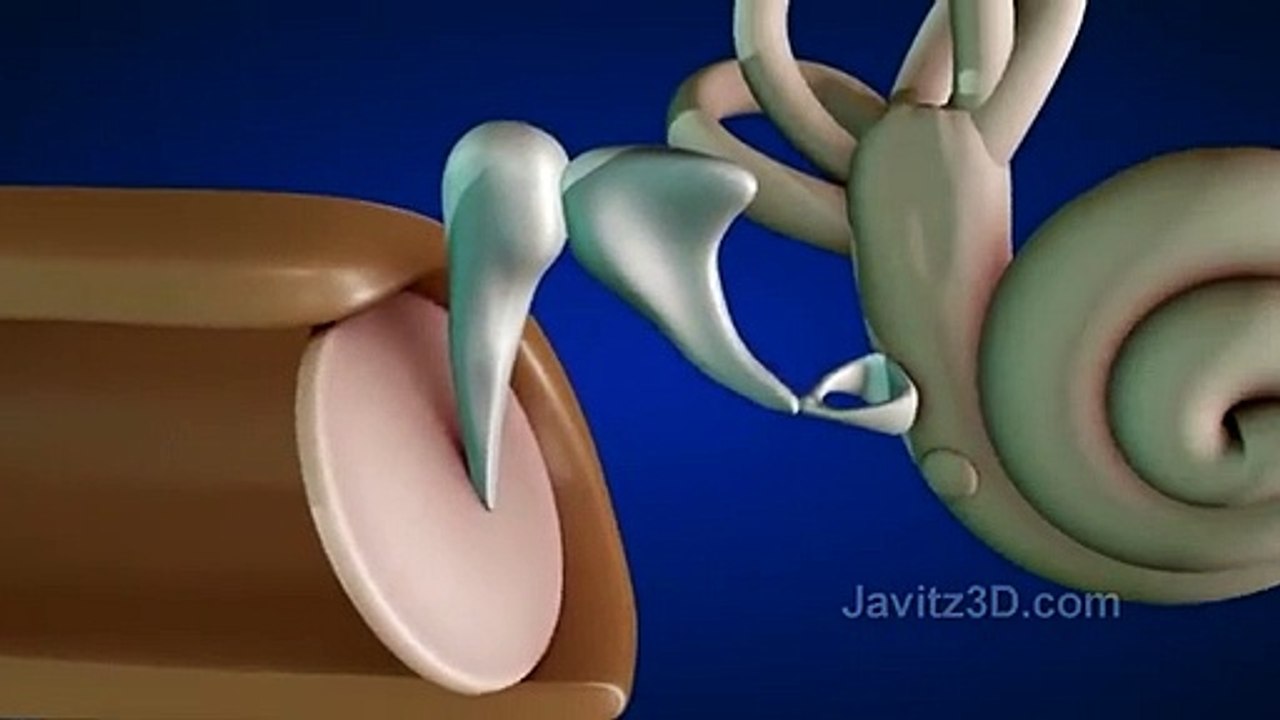 How the ear works