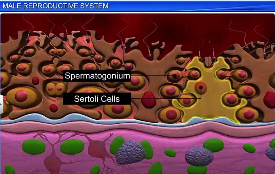 Human Reproduction