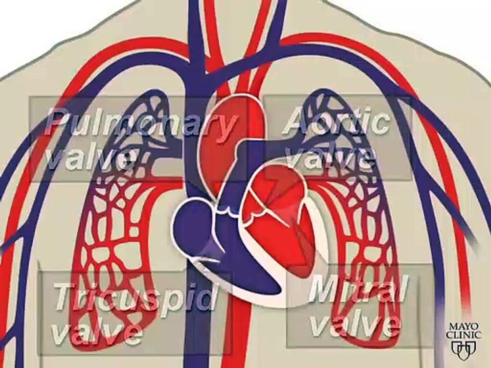 The Heart and Circulatory System