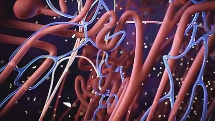 Biology of the Kidneys and Urinary Tract