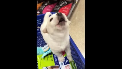 Funny Pets That Will Absolutely Brighten Up Your Day