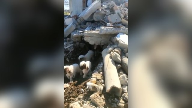 Enkazdan kurtarılan kuzuların anne koşusu