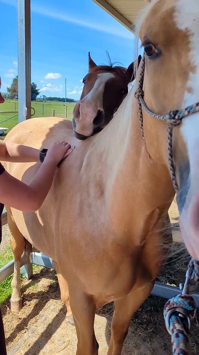 Horse Just Wants To Help