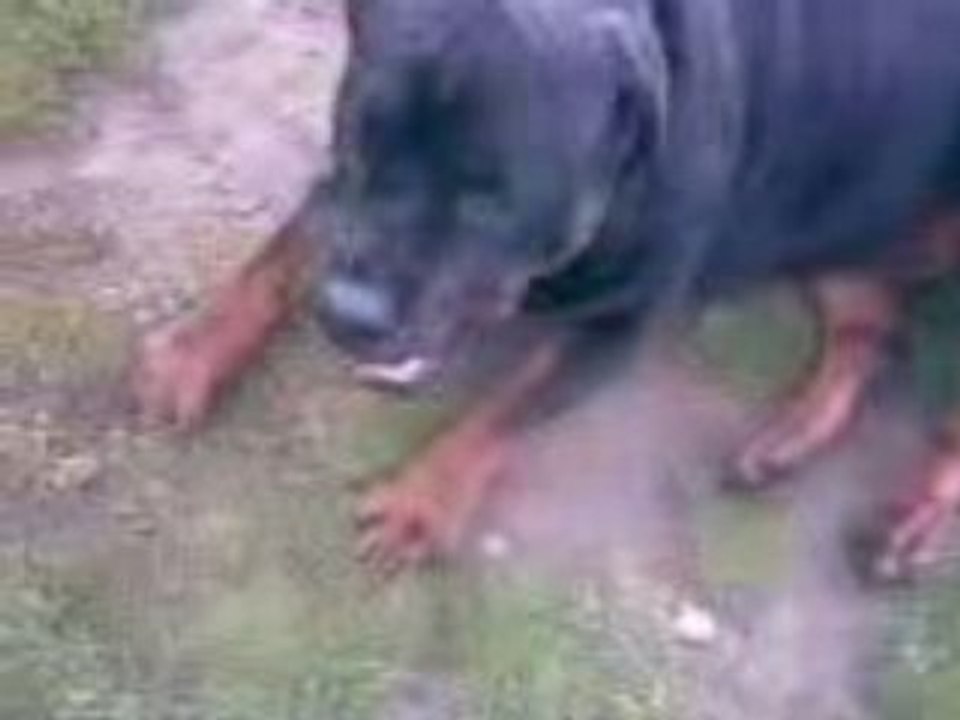 rott