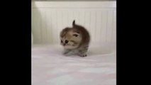Cutest Cats - Cute And Funny Cat And Kitten Videos Compilation 2023