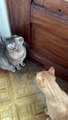 Suara yang menarik perhatian kucing - Meong membuat kucing mendatangi Anda