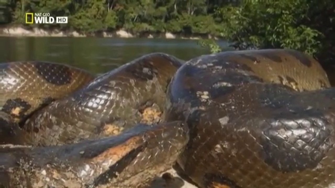 Anaconda : The Silent Killer