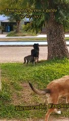 Domingo de perritos y gatito (19/02/2023)