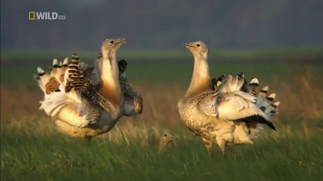 Asia's Amazon Series - The Black Dragon