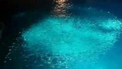 Des barracudas en train de chasser des sardines dans le port de La Ciotat