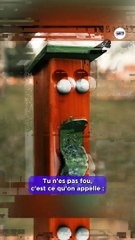 Pourquoi voit-on des visages partout ?