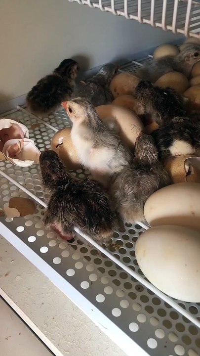 Baby Chick Needs A Hand