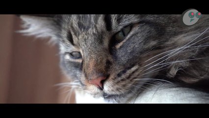 5 KUCING TERBESAR VERSI EUGTOPEDIA