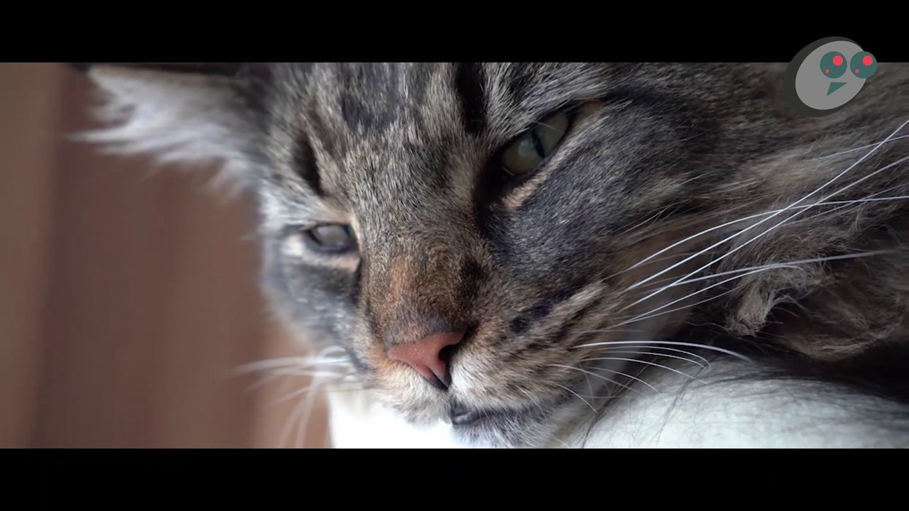 5 KUCING TERBESAR VERSI EUGTOPEDIA