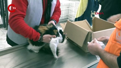 Enkazdan kurtarılan 400 kedi ve köpek tedavi edildi