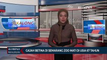 Gajah Betina di Semarang Zoo Mati di Usia 67 Tahun