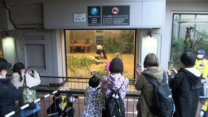 اليابانيون يودعون أربعة حيوانات باندا قبل إعادتها إلى الصين