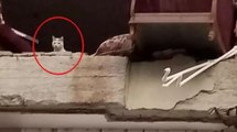 Ağır hasarlı binada yardım bekleyen kedi 'Pars', 13 gün sonra kurtarıldı
