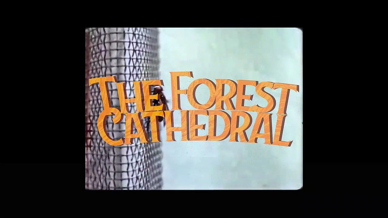 The Forest Cathedral Teaser